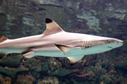 Aquazoo Schmiding