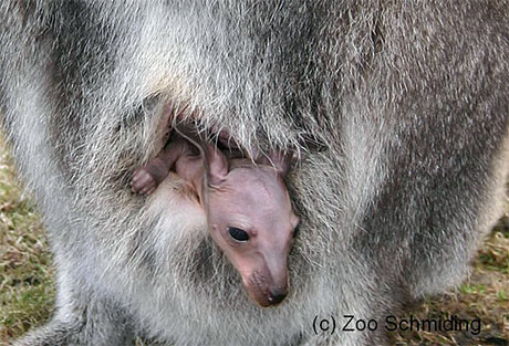 Frühlingskinder im Zoo Schmiding