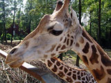 Giraffen füttern im Zoo Schmiding