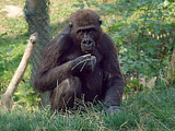 Österreichs einzige Gorillas sind im Zoo Schmiding