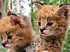 Serval-Babys