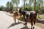 Zoo Schmiding eröffnet Streichelzoo