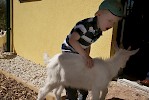 Zoo Schmiding eröffnet Streichelzoo