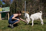 Zoo Schmiding eröffnet Streichelzoo