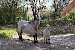 Zoo Schmiding eröffnet Streichelzoo