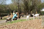 Zoo Schmiding eröffnet Streichelzoo