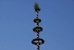 Maibaum aufgestellt