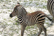 Junges Zebra im Zoo Schmiding