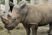 Neu im Zoo Schmiding ein Nashornbulle