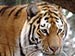 Sibirische Tiger ziehen im Zoo Schmiding ein